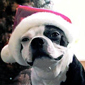 Dog House Christmas party