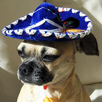 Cinco De Mayo Party